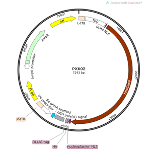 pX602 載體