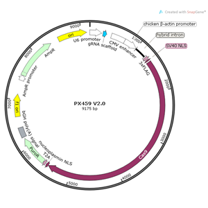 pX459 V20 载体,pX459 V2.