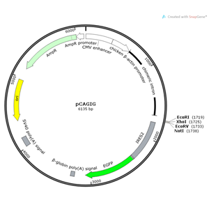 pCAGIG 載體
