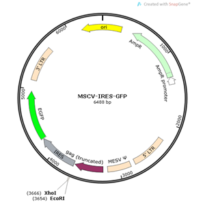 MSCV-IRES-GFP 載體