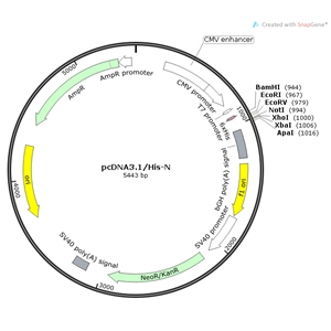 pcDNA31/His-N 载体