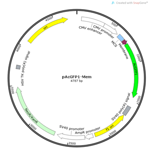 pAcGFP1-Mem 載體,pAcGFP1-Mem