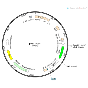 pWPT-GFP 載體