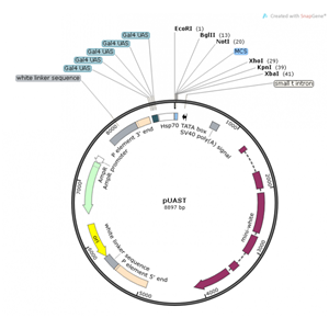 pUAST 载体,pUAST