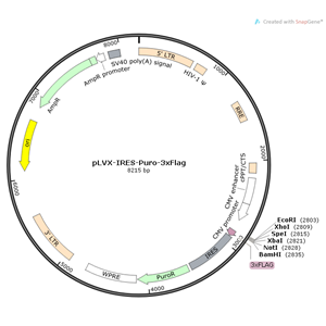 pLVX-IRES-Puro-3xFlag 載體,pLVX-IRES-Puro-3xFlag