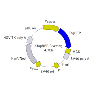 pTagBFP-C 载体,pTagBFP-C