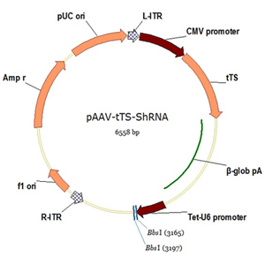pAAV-tTS-shRNA 载体