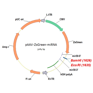 pAAV-ZsGreen-miRNA 载体,pAAV-ZsGreen-miRNA