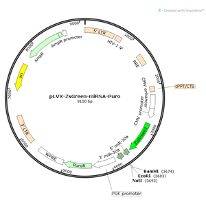 pLVX-ZsGreen-miRNA-Puro 载体