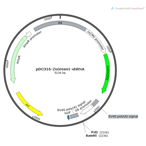 pDC316-ZsGreen-shRNA 载体
