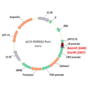 pLVX-shRNA2-Puro 载体