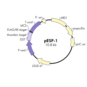 pESP-1 载体,pESP-1