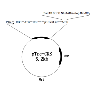 pTrc-CKS 载体
