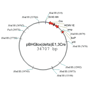 pBHGlox_E13Cre 载体,pBHGlox_E13Cre