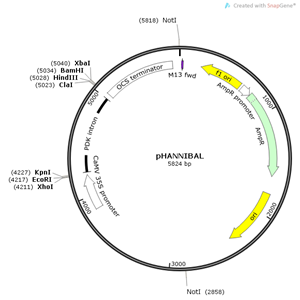 pHANNIBAL 載體,pHANNIBAL