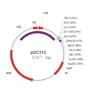 pDC312 载体