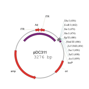 pDC311 载体,pDC311