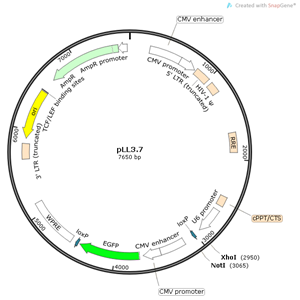 pLL37 載體