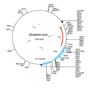 pSUPERIORpuro 载体