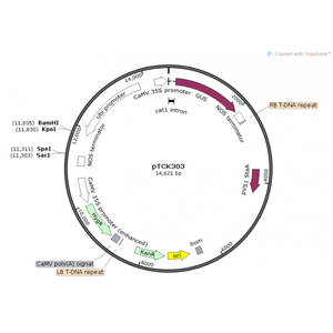 pTCK303 载体,pTCK303