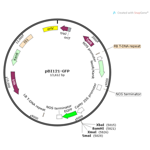 pBI121-GFP 载体