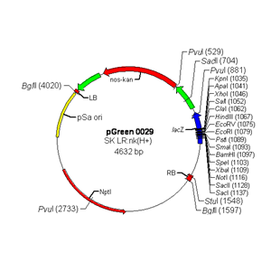 pGreen0029 载体,pGreen0029