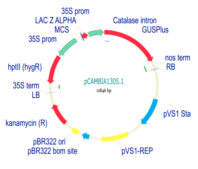 pCAMBIA13051 載體,pCAMBIA13051