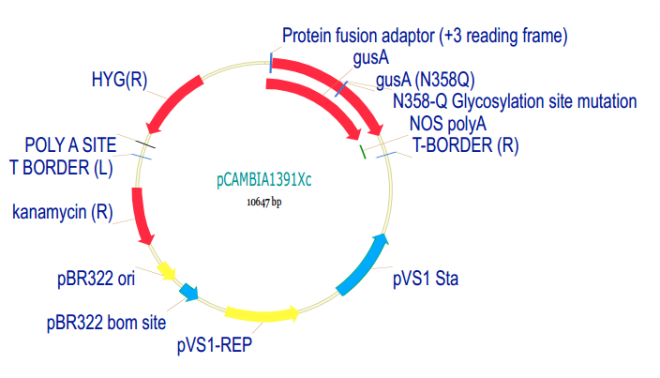 pCAMBIA1391Xc 載體,pCAMBIA1391X