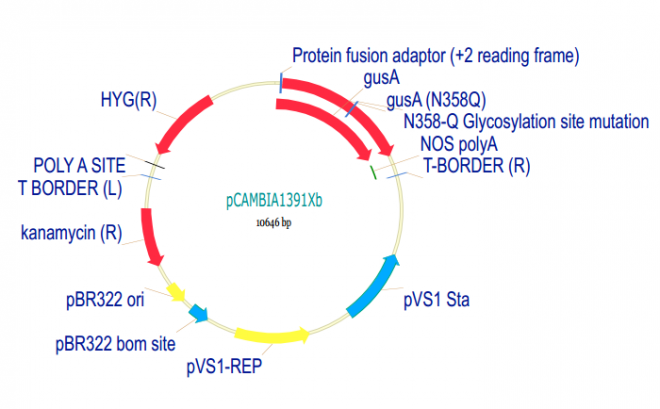 pCAMBIA1391Xb 载体,pCAMBIA1391Xb