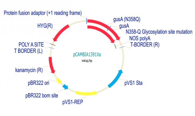 pCAMBIA1391Xa 載體,pCAMBIA1391Xa