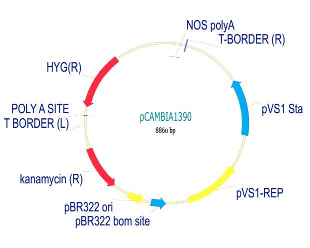 pCAMBIA1390 载体,pCAMBIA1390