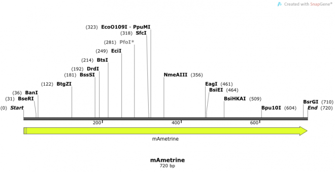 mAmetrine 载体,mAmetrine