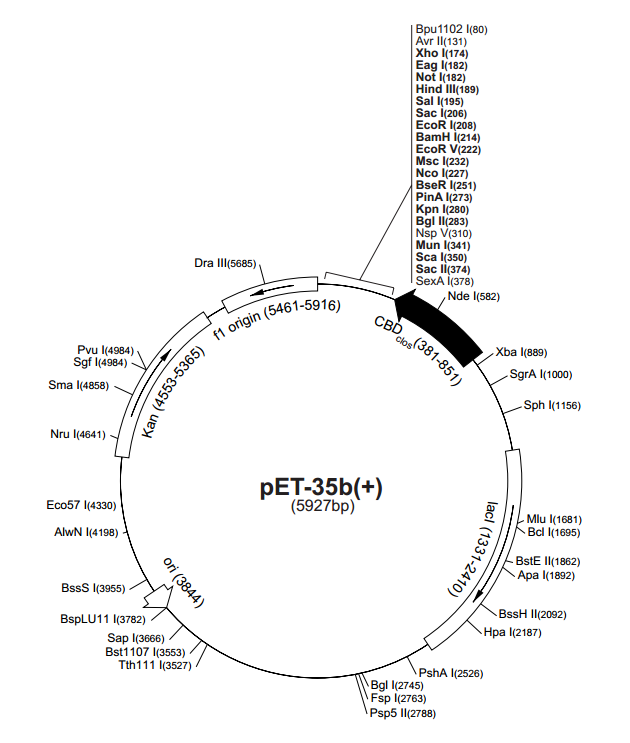 pET-35b(+) 载体,pET-35b(+)