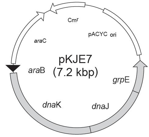 pKJE7 載體,pKJE7