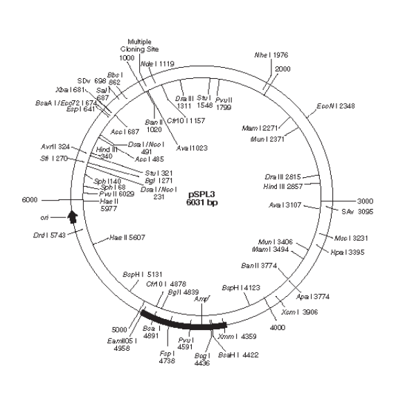 pSPL3 载体,pSPL3