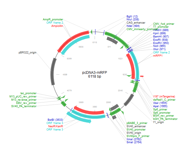 pcDNA3-mRFP 载体,pcDNA3-mRFP