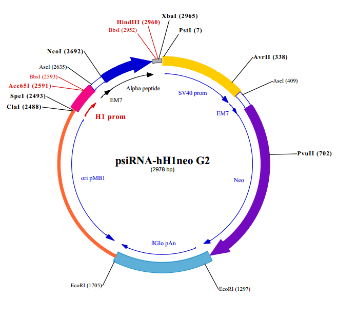 psiRNA-hH1neo G2 載體,psiRNA-hH1neo G2