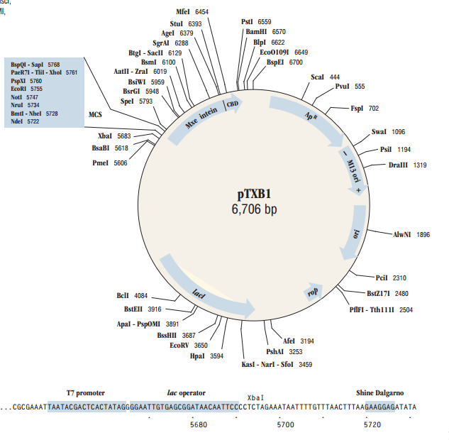 pTXB1 載體,pTXB1