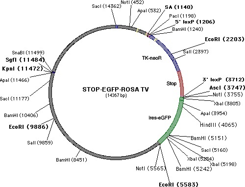 STOP-eGFP-ROSA26TV 載體,STOP-eGFP-ROSA26TV