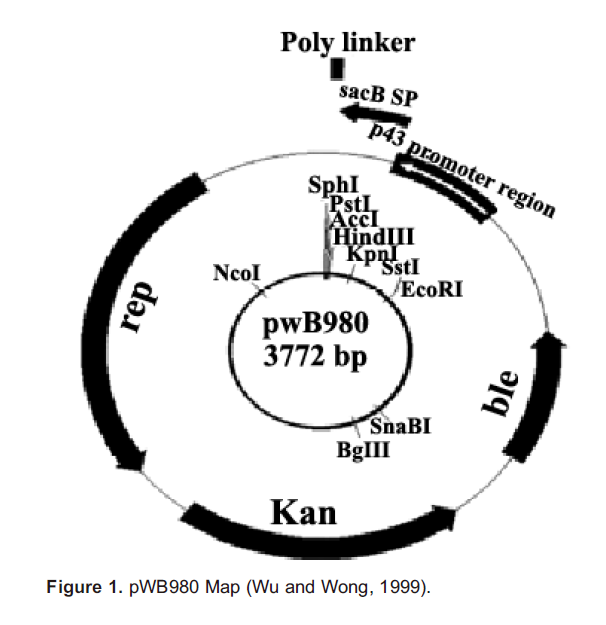 pWB980 載體,pWB980