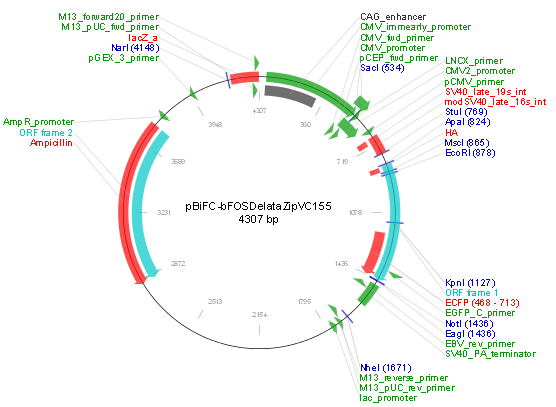 pBiFC-bFos(deltaZIP)VC155 载体,pBiFC-bFos(deltaZIP)VC155