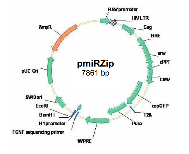 pmiRZip anti-microRNA 載體,pmiRZip anti-microRNA