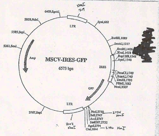 MSCV-IRES-EGFP 載體,MSCV-IRES-EGFP