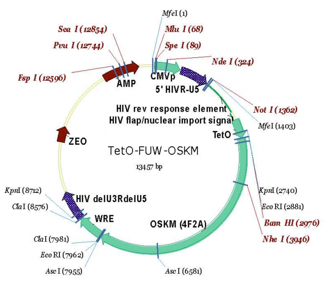 TetO-FUW-OSKM 载体,TetO-FUW-OSKM