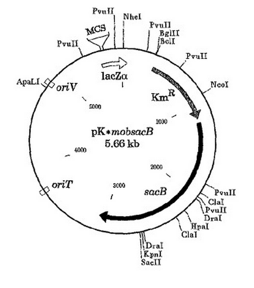 pK18mobSacB 載體,pK18mobSacB