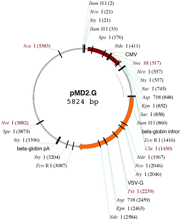 pMD2G 載體,pMD2G