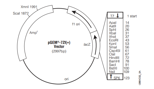 pGEM-7Zf(+) 載體,pGEM-7Zf(+)