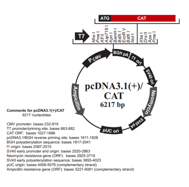 pcDNA31(+)/CAT 载体,pcDNA31(+)/CAT