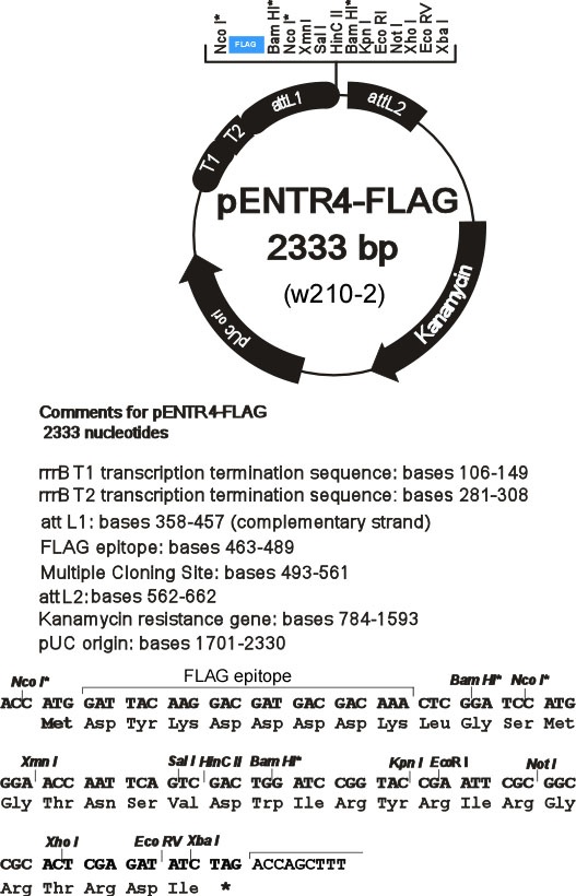 pENTR4-FLAG 载体,pENTR4-FLAG