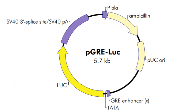 pGRE-Luc 載體,pGRE-Luc